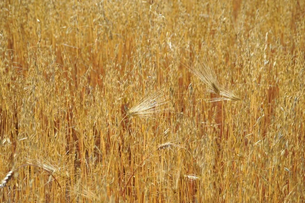 Widok Pola Kukurydzy Koncepcja Rolnictwa — Zdjęcie stockowe