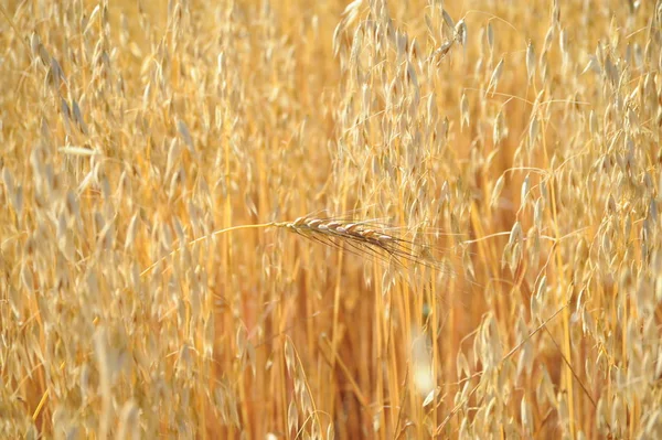 Vista Campo Milho Conceito Agricultura — Fotografia de Stock