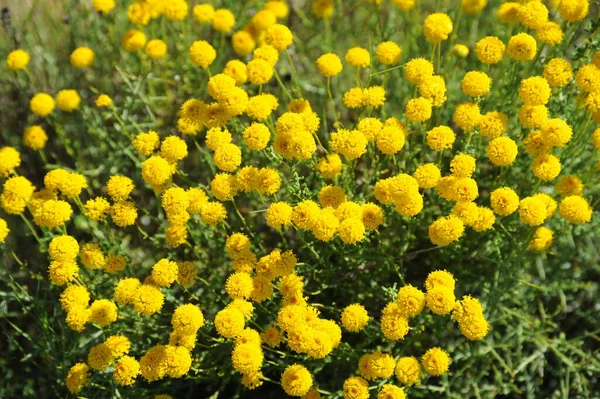 Kamillebloemen Bloemblaadjes Homeopathie Flora — Stockfoto