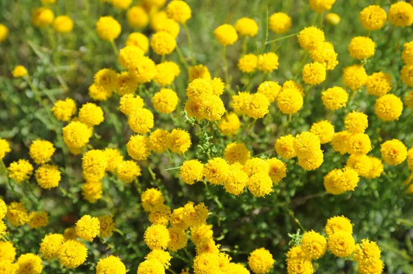 Kamomill Blommor Kronblad Homeopati Flora — Stockfoto