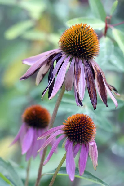 Equinácea Purpurea Frío — Foto de Stock