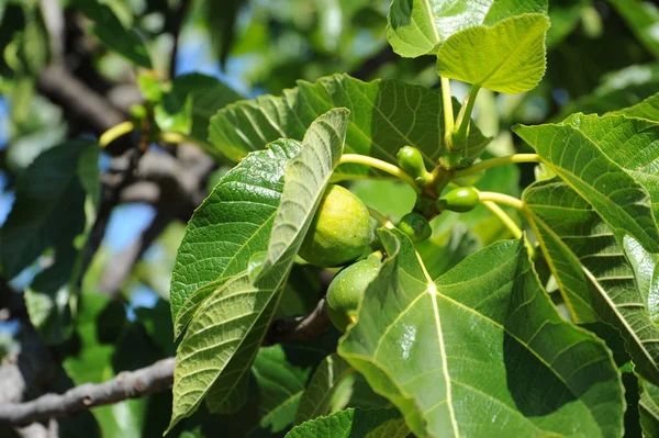 Figueira Folhas Verdes Árvore Frutífera — Fotografia de Stock