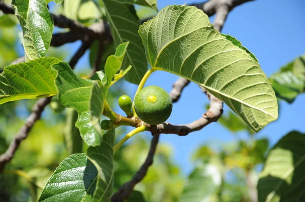 Higuera Hojas Verdes Árbol Frutal — Foto de Stock