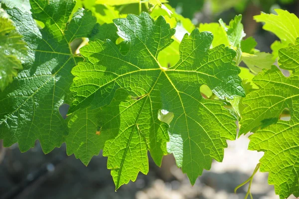 Espagne Voyage Mûrissement Des Détails Vignoble — Photo