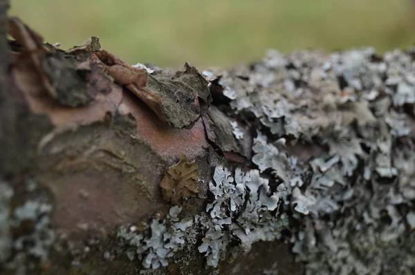 Close Van Een Stam Van Een Boom — Stockfoto