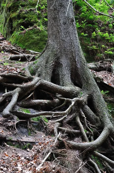 岩の上の木の奇妙な根 — ストック写真