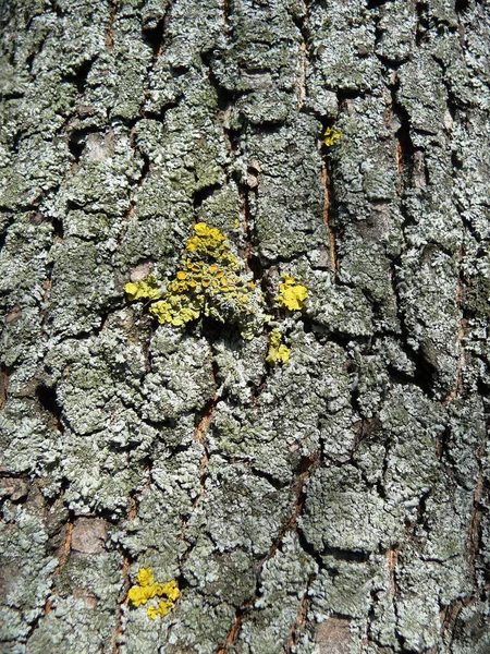 树核上的苔藓 — 图库照片