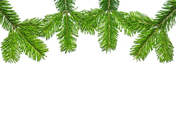 Fir Branches Top Picture Copy Space — Stock Photo, Image