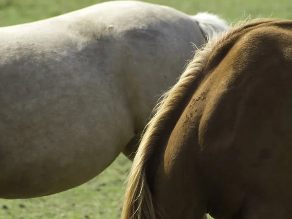 Chevaux Extérieur Jour — Photo