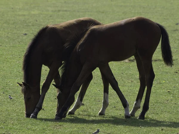 Chevaux Race Pure Étalon Pâturage — Photo