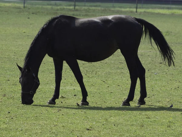 Caballos Raza Pura Semental Pasto — Foto de Stock