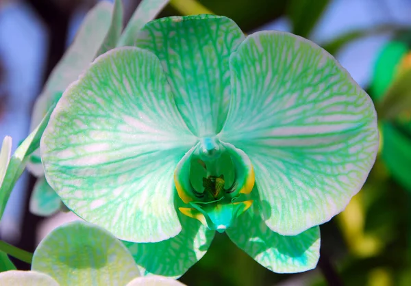 Phalaenopsis Zelená Bílá Orchidej Květina Kvetou Jaře — Stock fotografie