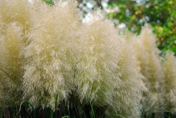 Cortaderia Selloana Pumila Серебристо Желтые Растения Pampas Травянистая Листва — стоковое фото