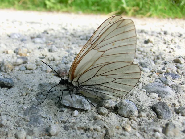 Detailní Pohled Krásné Barevné Motýla — Stock fotografie