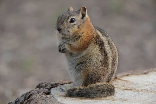 Different Animals Selective Focus — Stock Photo, Image