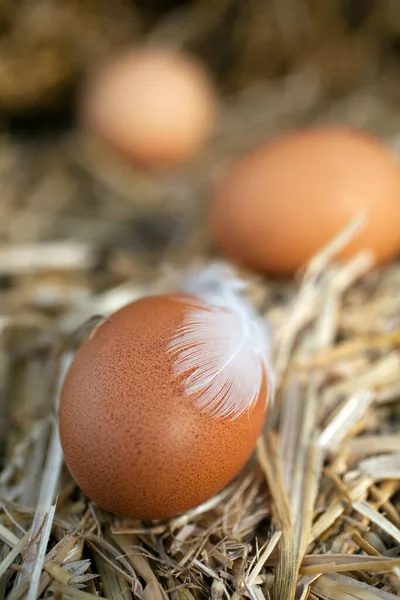 Zbliżenie Świeżych Jaj Naturalnego Źródła Białka Słomie — Zdjęcie stockowe
