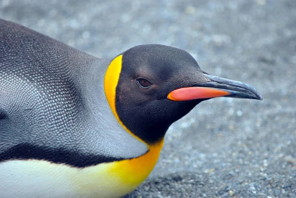 Pingüino Rey Georgia Del Sur —  Fotos de Stock