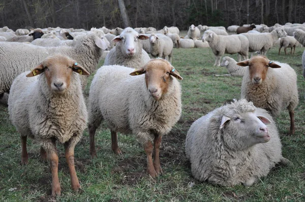 Schaf Und Lammherde Einer Reihe Auf Einem Bauernhof — Stockfoto