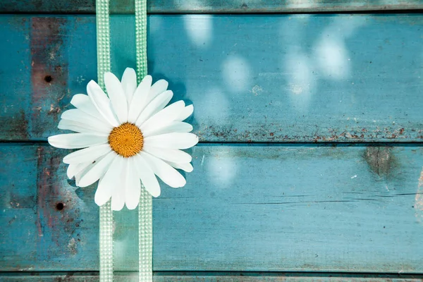 Fresh White Summer Daisy Decorative Festive Ribbon Blue Painted Wooden — Stock Photo, Image