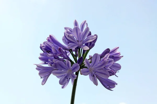 Beautiful Botanical Shot Natural Wallpaper — Stock Photo, Image