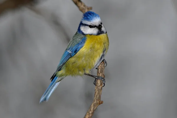 Mésange Bleue Dans Arbre — Photo