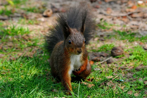Écureuil Dans Parc — Photo