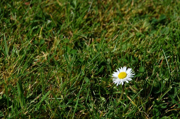 Single Daisy Bland Det Gröna Gräset Med Kopia Utrymme — Stockfoto