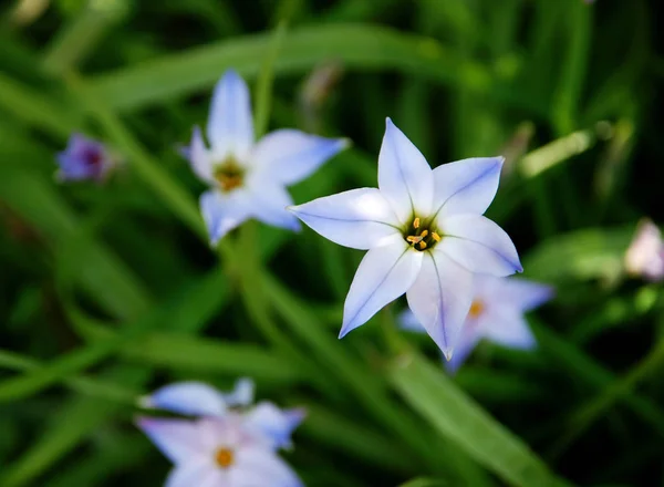 緑の葉を持つ美しい青と白の春の星の花 — ストック写真