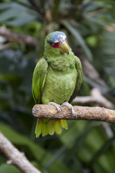 Closeup View Beautiful Macaw Parrot — Stock Photo, Image