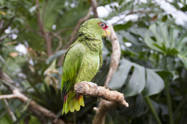 Közeli Kilátás Gyönyörű Arapapagáj Papagáj — Stock Fotó