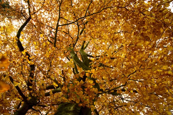 Uitzicht Het Herfstpark Kroatië — Stockfoto