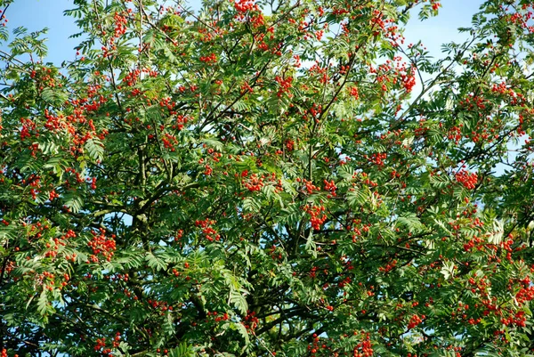 Ρόουαν Δέντρο Βαρύ Κόκκινα Μούρα Στον Καλοκαιρινό Ήλιο — Φωτογραφία Αρχείου