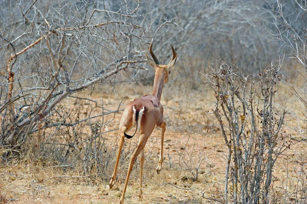 Antilope Animale Selvatico Fauna Selvatica — Foto Stock