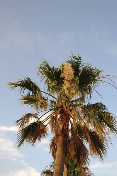 Palmový Květ Španělsku — Stock fotografie