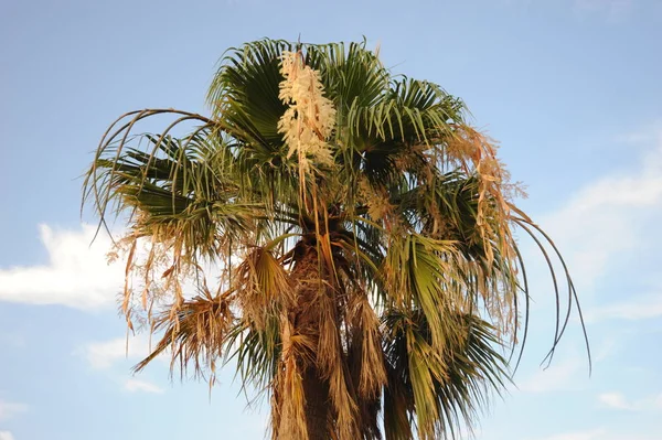 Palm Flower Spain — Stock Photo, Image