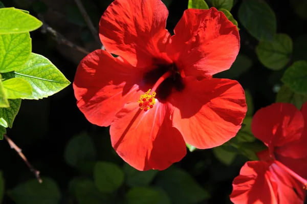 Fleurs Hibiscus Pétales Flore Nature — Photo