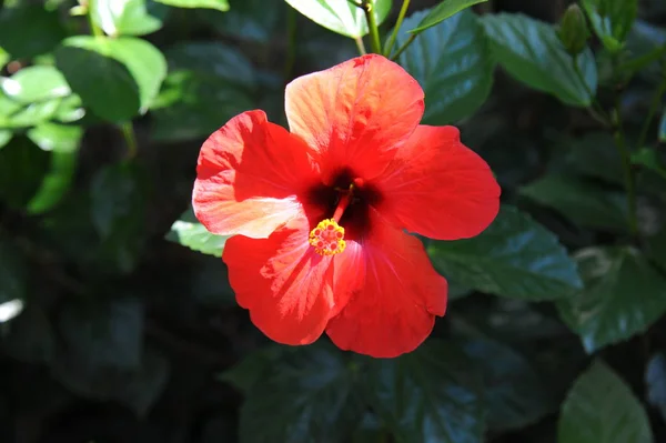 Hibisco Flores Pétalas Flora Natureza — Fotografia de Stock