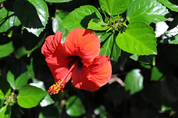 Hibisco Flores Pétalas Flora Natureza — Fotografia de Stock
