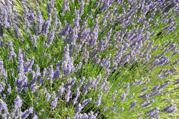 Flores Lavanda Florescendo Provence Arquivado — Fotografia de Stock