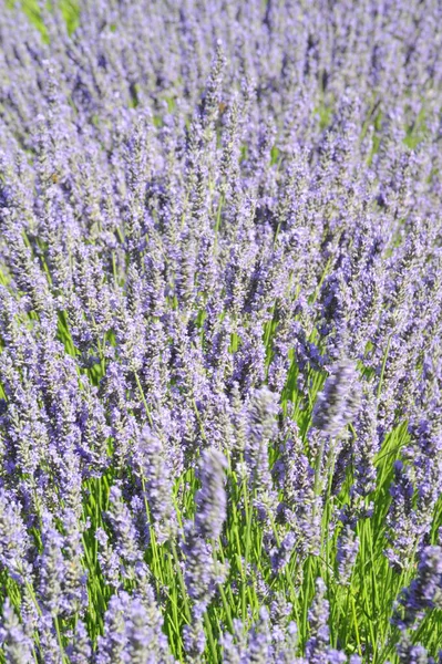 Flor Lavanda Espanha — Fotografia de Stock