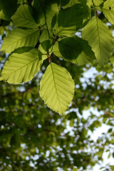 Güneş Işığında Bir Kayın Ağacının Yeşil Yapraklarının Altında — Stok fotoğraf