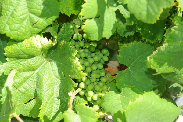 Racimos Uvas Vides Agrícolas Uvas —  Fotos de Stock