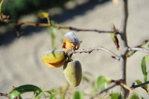 树上的杏仁 — 图库照片