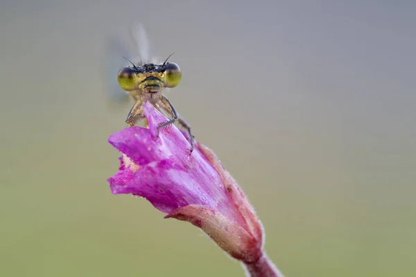 Libelle Odonata Fauna — Stockfoto