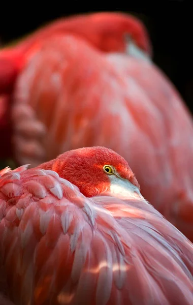 Flamingo Ontspannen Achter Elkaar — Stockfoto