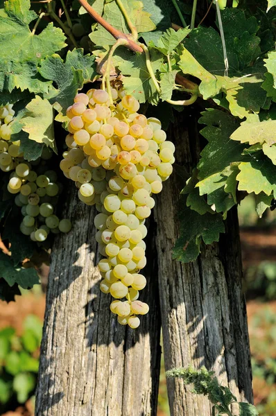 Uvas Verdes Viñedo —  Fotos de Stock