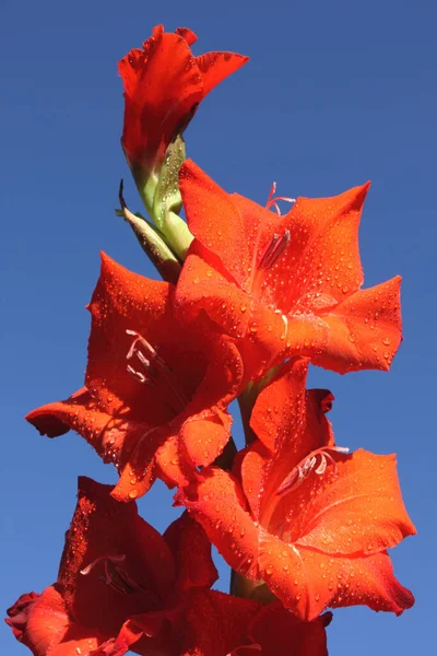 Gladiolus Melawan Langit Biru — Stok Foto