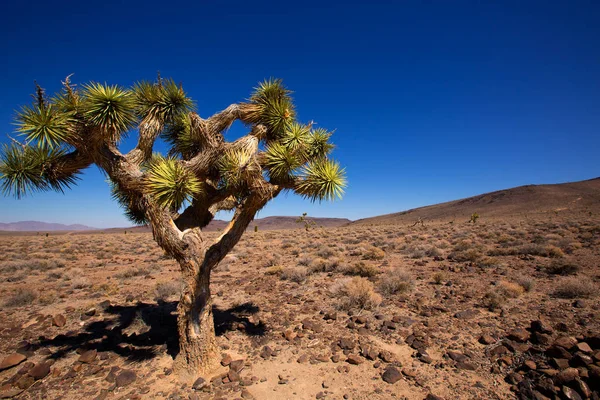 Death Valley Joshua Tree Yucca Plant California — Stock Photo, Image