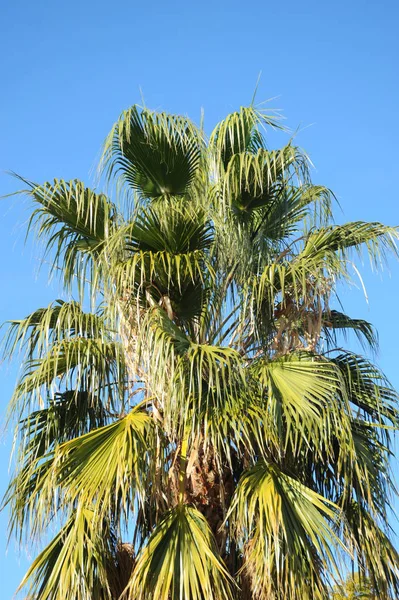 Bel Colpo Botanico Carta Parati Naturale — Foto Stock