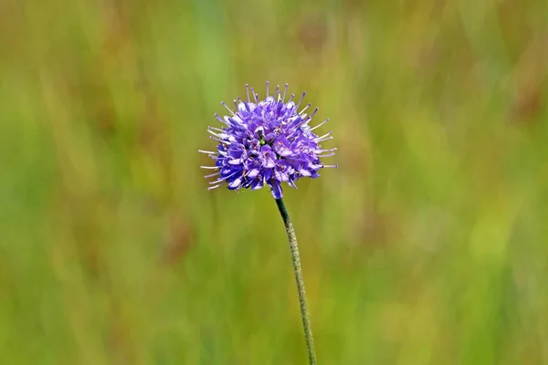 Ordinary Devil Bite Succisa Pratensis — Stock Photo, Image